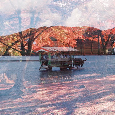 唐紅と水牛さん