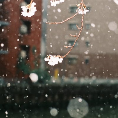 雪の日に。