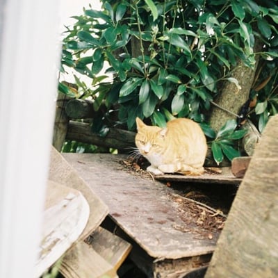 猫。