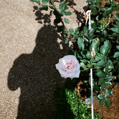 薔薇。