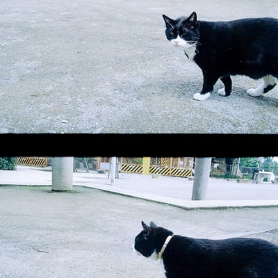 猫