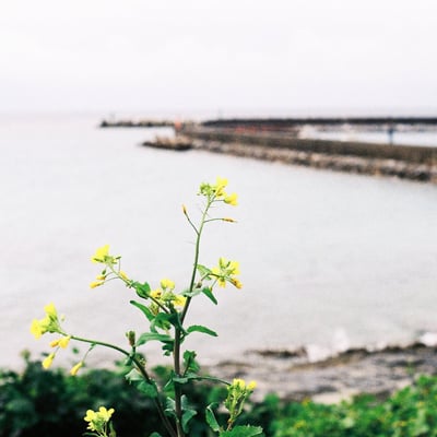 島にて。