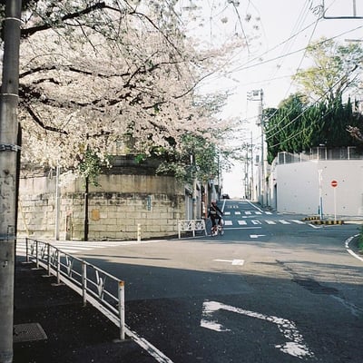 春の頃。