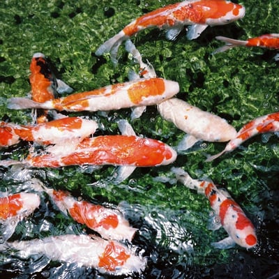 鯉。