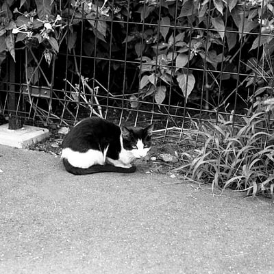 船橋の猫さん。