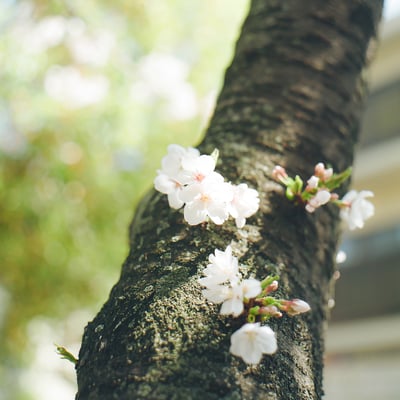 さくら