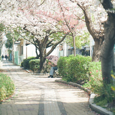 見あげない春