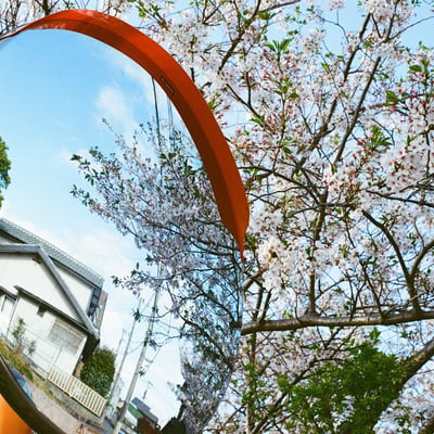 カーブミラーに桜