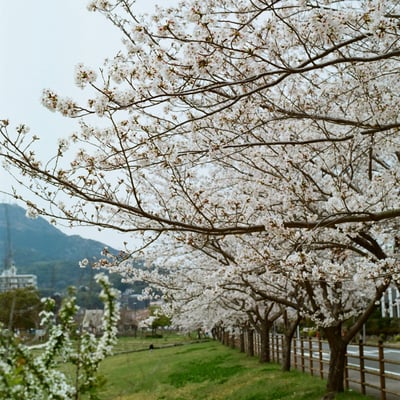 桜並木