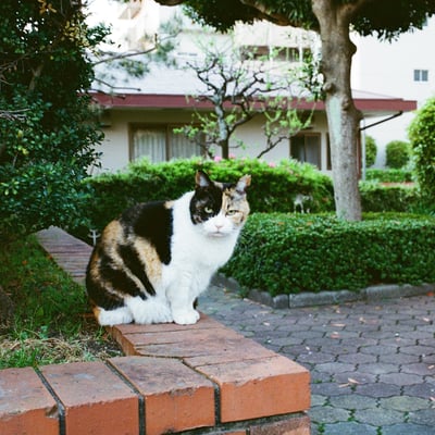 三毛猫さん