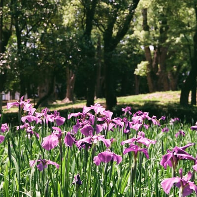 花菖蒲