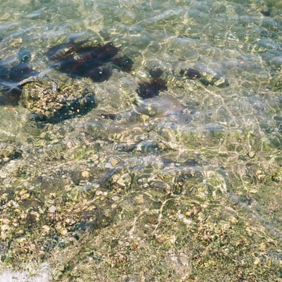 春の洞海湾