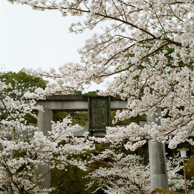 高見神社　桜