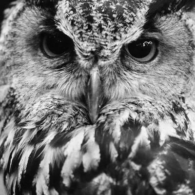 BWのフクロウ肖像