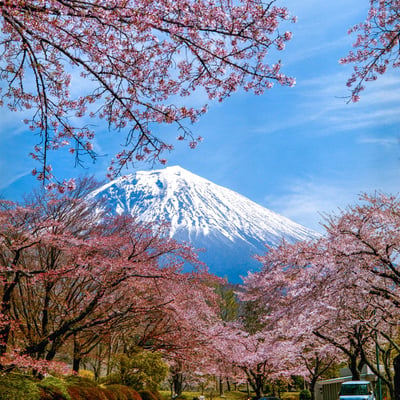 富士霊園の桜並木と富士山