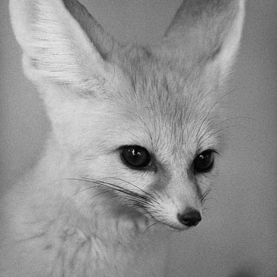 BWのフェネック肖像