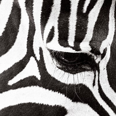 シマウマの眼差し