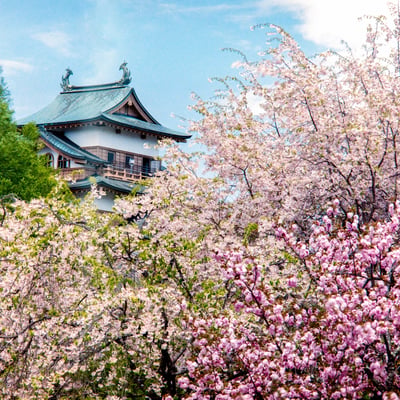 高島城と咲き誇る桜