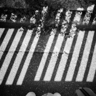 しましま🦓