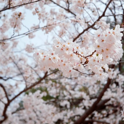桜咲きぬ