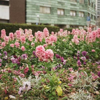 街の花畑
