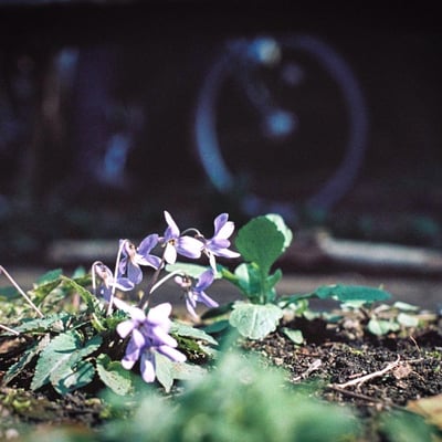 菫咲く