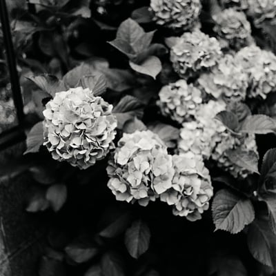 紫陽花