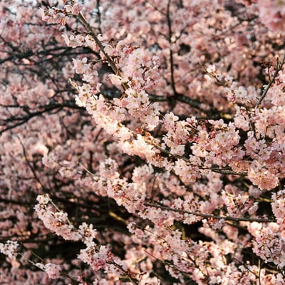春めき桜