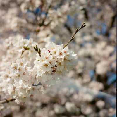 春花束