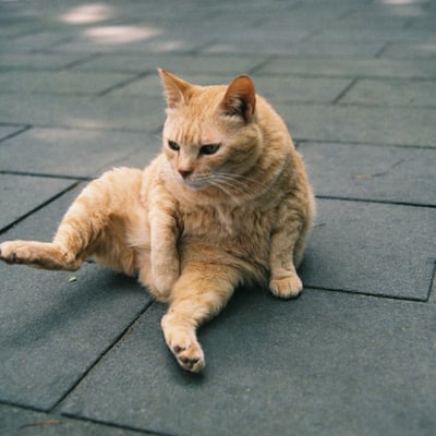 鹿児島の猫