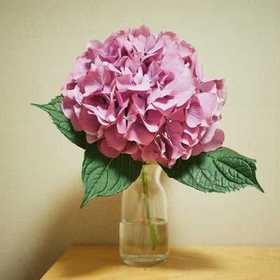紫陽花
