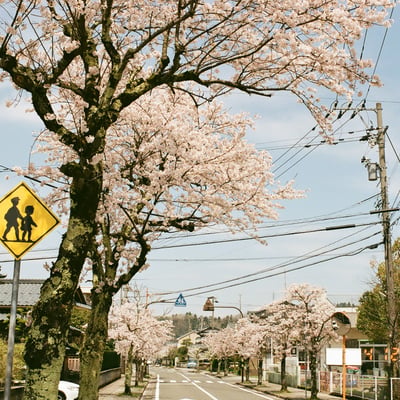 はじまりの春