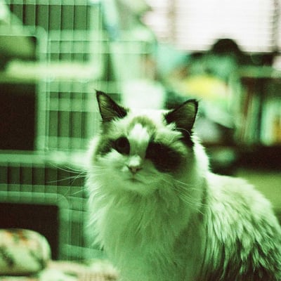 猫の日③