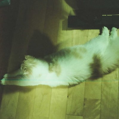 猫の日④