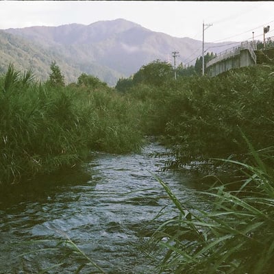 涼しげな木陰