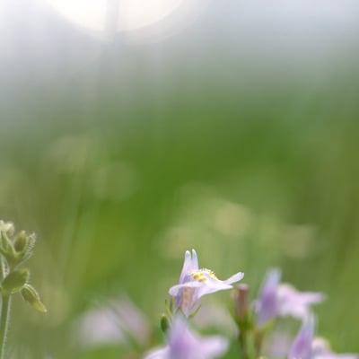 飛びます