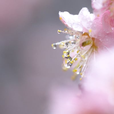 四温の雨の置き土産