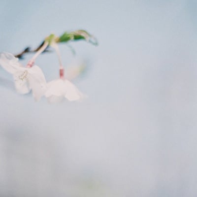 さくら