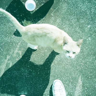 ある日、の猫