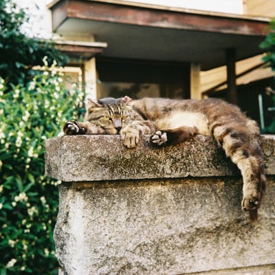 川崎市多摩区 猫25年6月