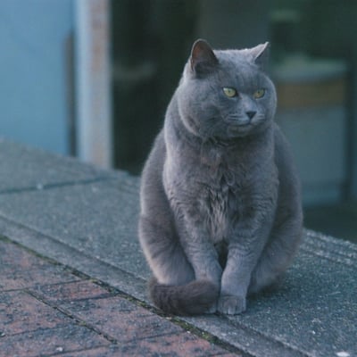 25年12月　多摩川狛江　猫
