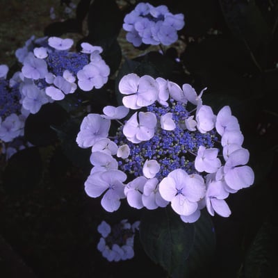 紫陽花