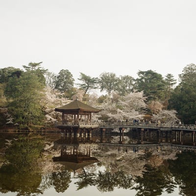 浮見堂と桜
