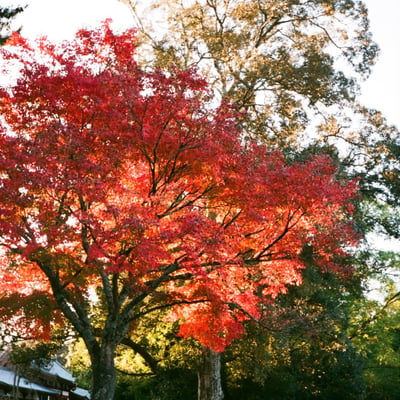 紅葉