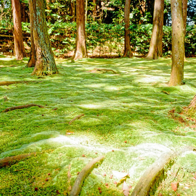 苔の絨毯