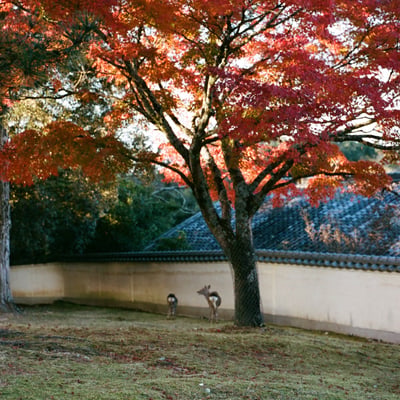 奈良の紅葉