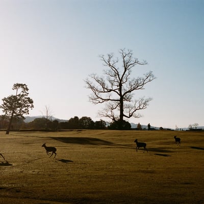 奈良公園　飛火野