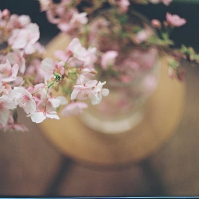 河津桜100円