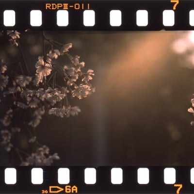 馬橋稲荷の桜