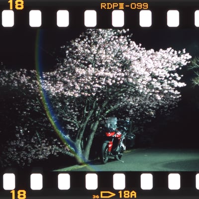 夜桜バイク